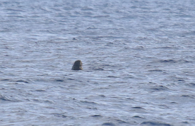 Elephant Seal snout