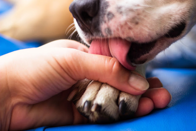 Dogs Lick Their Paws