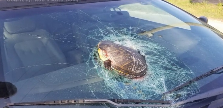 Η «ιπτάμενη» χελώνα που έπεσε πάνω στο παρμπρίζ αυτοκινήτου
