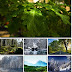 Forest Wallpapers Pack 3