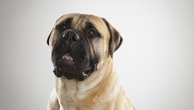 Bullmastiff Working Dog Picture