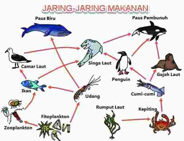 Jaring Makanan