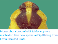 https://sciencythoughts.blogspot.com/2016/02/monecphora-broomfieldi-monecphora.html