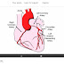 Sex Gender & Heart Disease