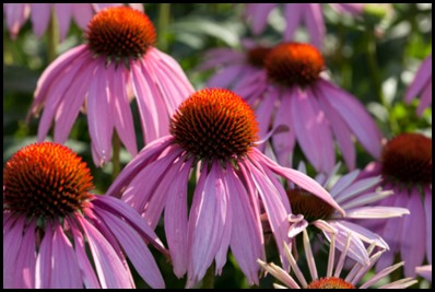 purple-coneflower5