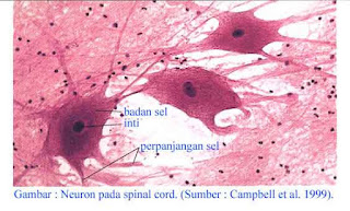 sel saraf  manusia secara mikroskopis jpg