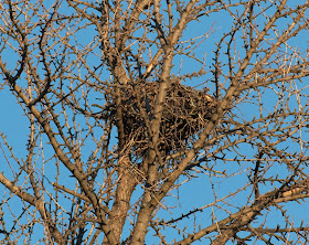 Red-tailed hawk nest in Tompkins Square ginkgo tree