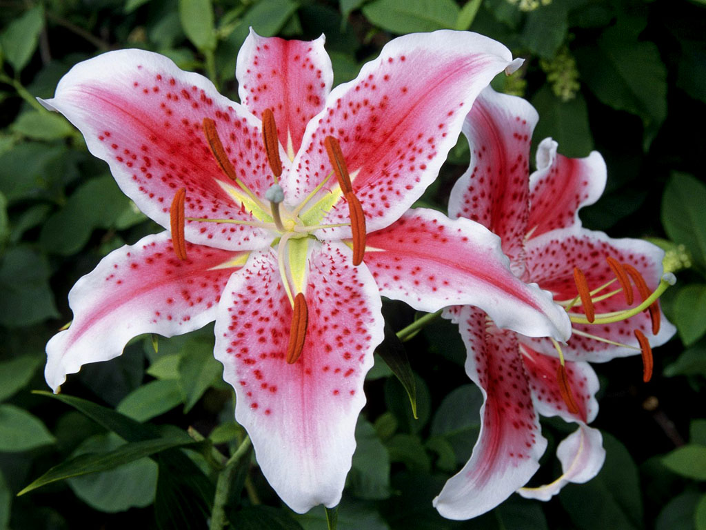 lily flower