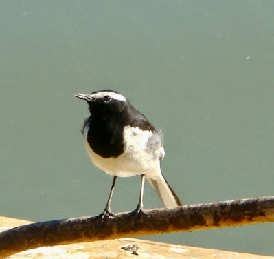 "White-browed Wagtail, snapped at Nakki Lake sitting on a pipe."