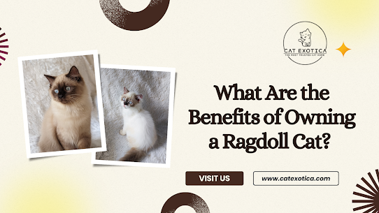 Ragdoll Cat for Sale in Bangalore