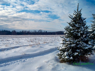 Winter Trees Wallpapers