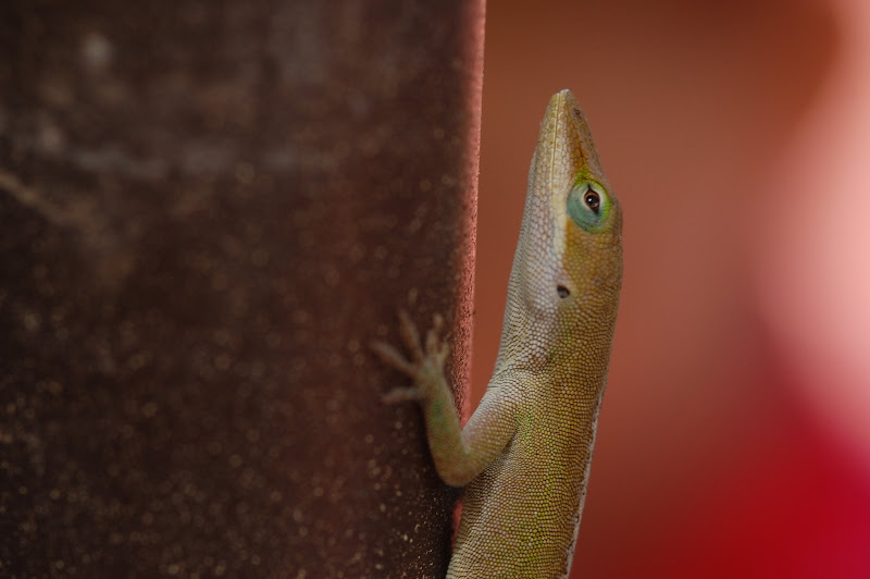 anole lizard