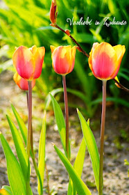 Blumen, Blüten, Tulpen im Frühling 