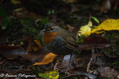 Chucao (Scelorchilus rubecula)