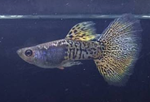 jenis ikan guppy metal yellow grass