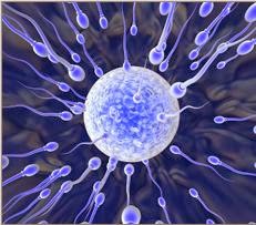 Sperm can be make of Men's Skin