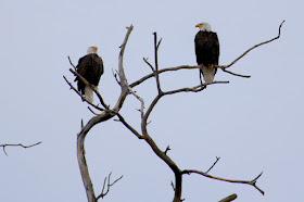 endangered symbols of an endangered democracy?