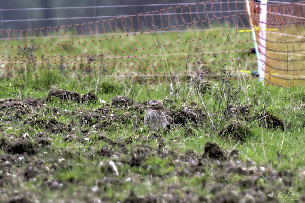 Stone curlew