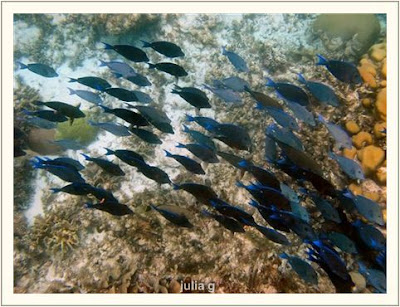 photos of colourful fishes in sea