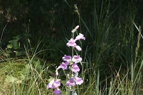 this is what the beardtongue will look like in a week or two