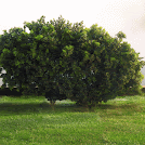 topiary