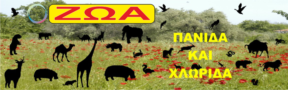 ΖΩΑ