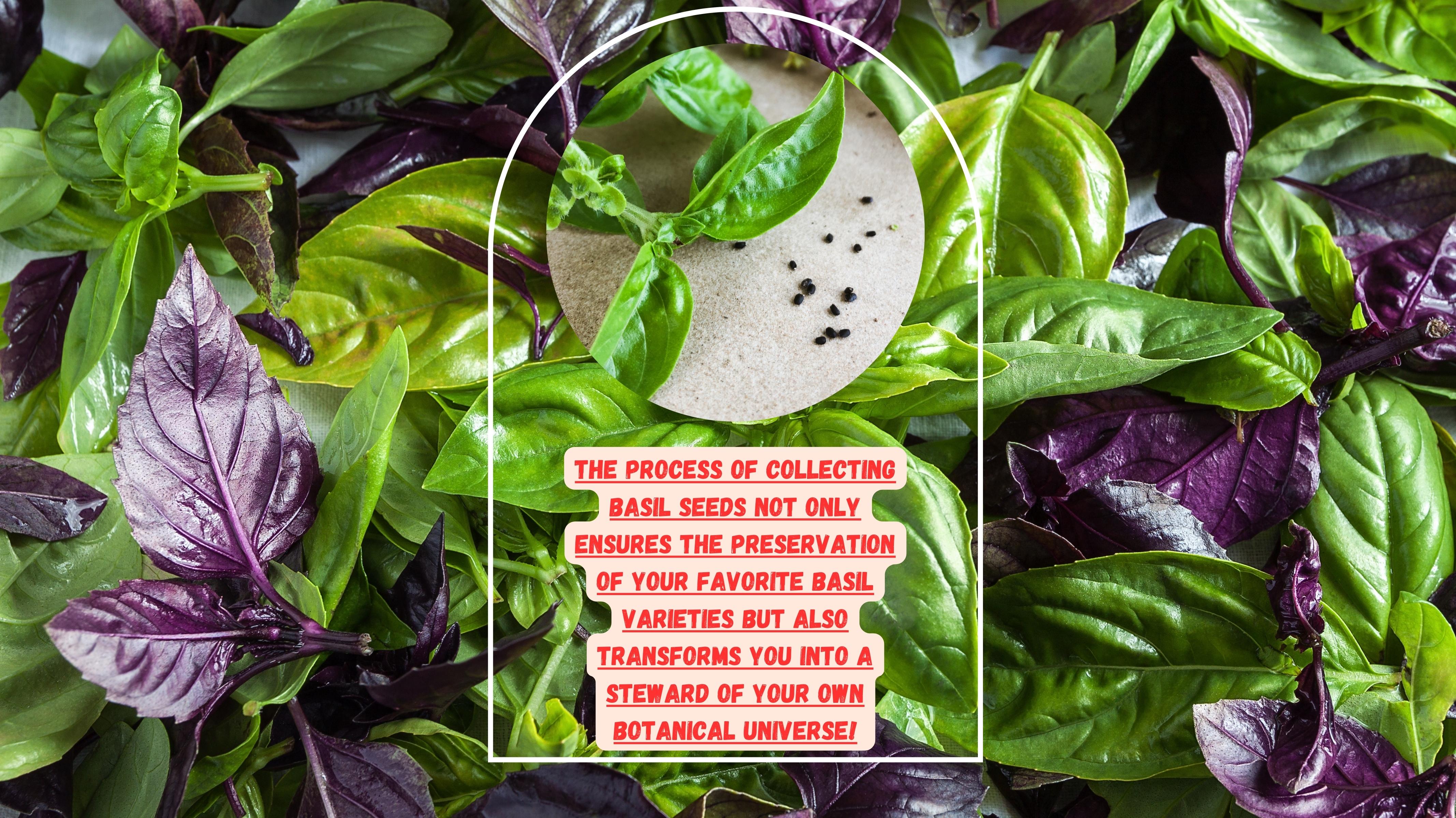 Basil is one of the warm season herbs that have a distinctive scent and flavor. Collecting basil seeds from a favorite variety will ensure you get that same taste and cultivar. It's an easy, economical way to grow basil year after year.