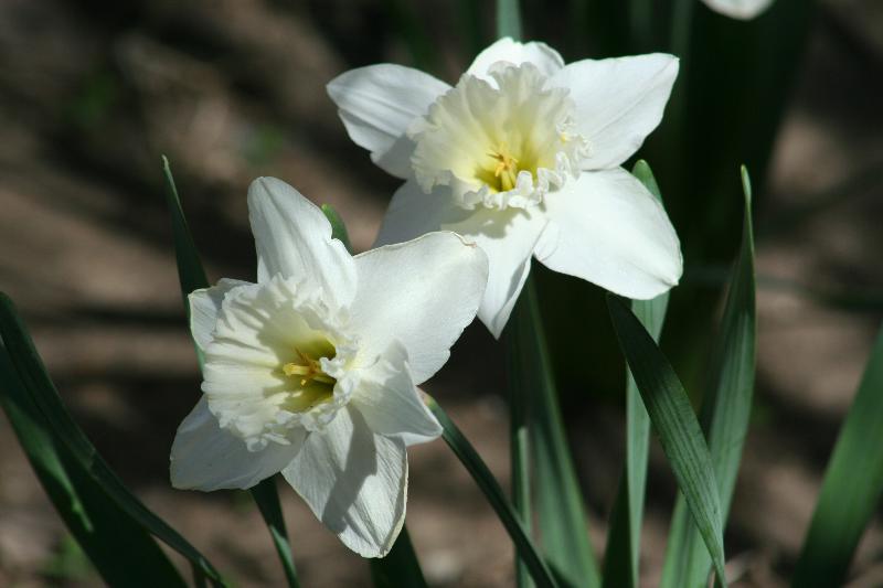 White Daffodils