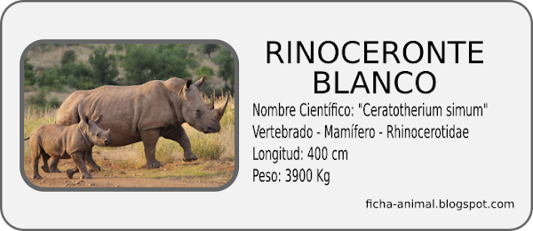 Ficha características del RINOCERONTE BLANCO