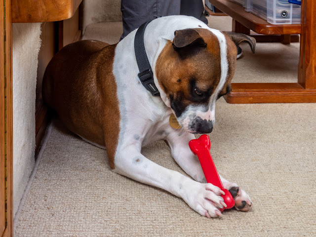 Photo of Ruby with her new chew