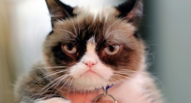 MUNDO: La gata más famosa de las redes sociales, Grumpy Cat, la "gata gruñona", murió a los siete años.