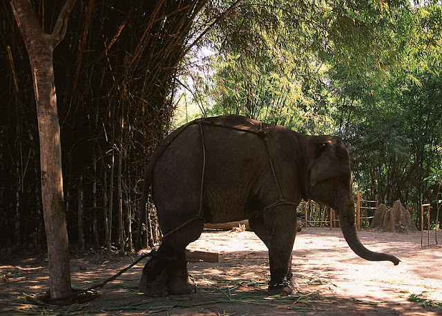 Asian Elephants at Alaungdaw Kathapa