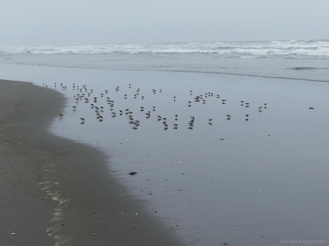 little birds working the beach