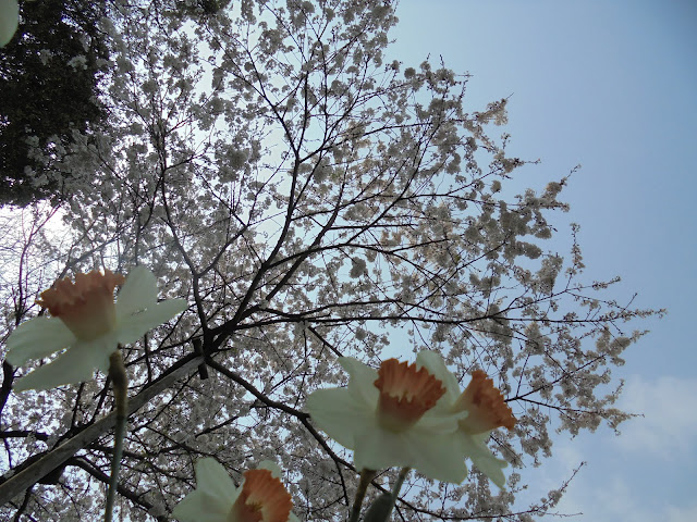 とっとり花回廊のソメイヨシノ桜とクチベニズイセン