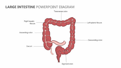 Large intestine structure | Large intestine diagram | Large intestine diagram labeled