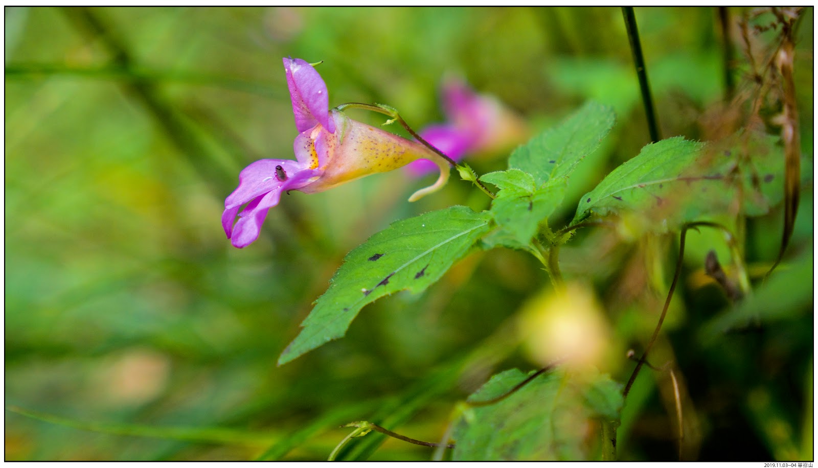 鳳仙彙整 黃花鳳仙 紫花鳳仙 隸慕華鳳仙花 阿非邦