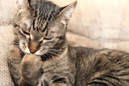 √ Inilah 12 Bahasa Kucing, Pemilik Kucing Wajib Tahu!