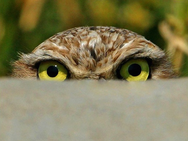 it 100 most valuable images of owls. all times and peoples