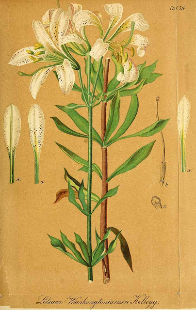 Лилия Вашингтон (Lilium washingtonianum)