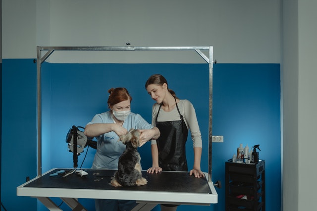 Groom your dog on your own