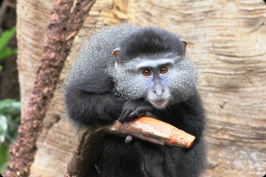 Zoo3 320