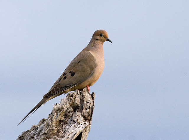 San Diego, California Backyard bird: Mourning Dove