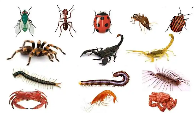 Klasifikasi, Karakteristik, dan Contoh Hewan Arthropoda