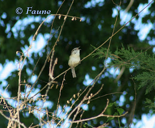 Carolina Wren in Song