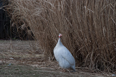 white guinea free ranging