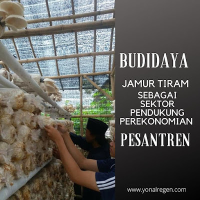 budidaya jamur