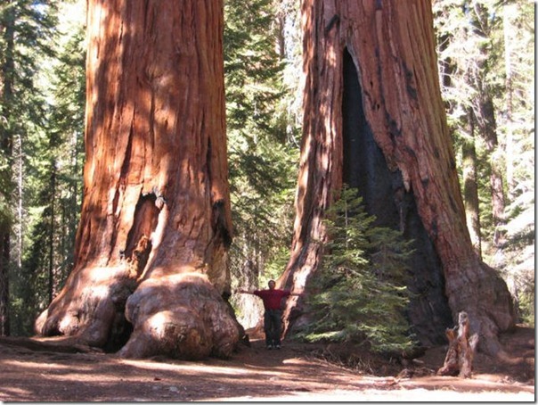  imagens das sequois do Parque Nacional Redwood (8)