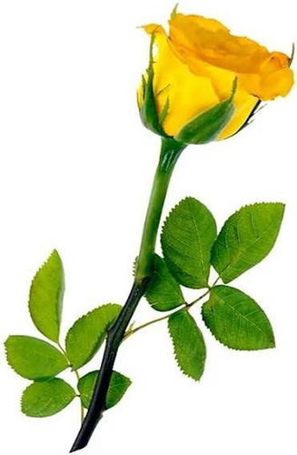 My single yellow rose was given to me by Britni the morning after I had 