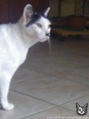 foto kucing dengan wajah mirip Adolf Hitler 05