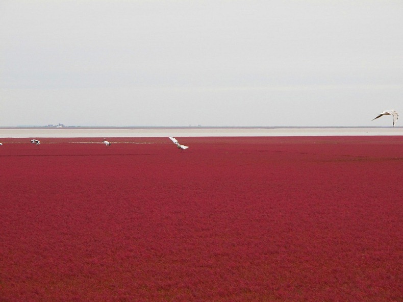 panjin-red-beach-9